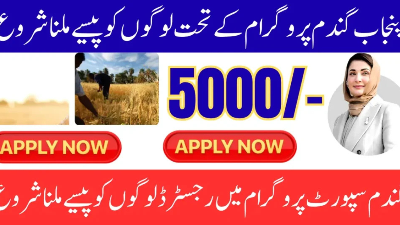 🌾 New Punjab Wheat Support Program Pay Order Distribution Begins for Farmers – Know Details Step by Step